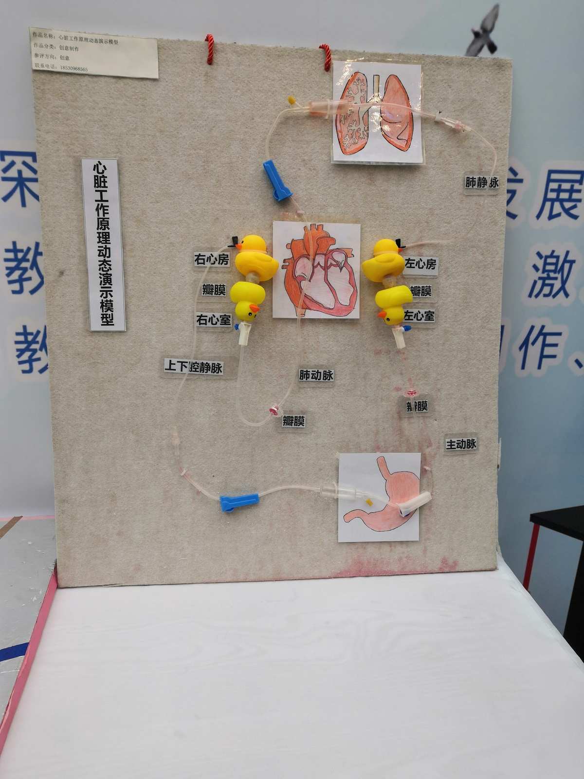 自制教具齊爭(zhēng)彩，科技創(chuàng)新領(lǐng)未來(lái) 教學(xué)模型與教具銷(xiāo)售新風(fēng)尚